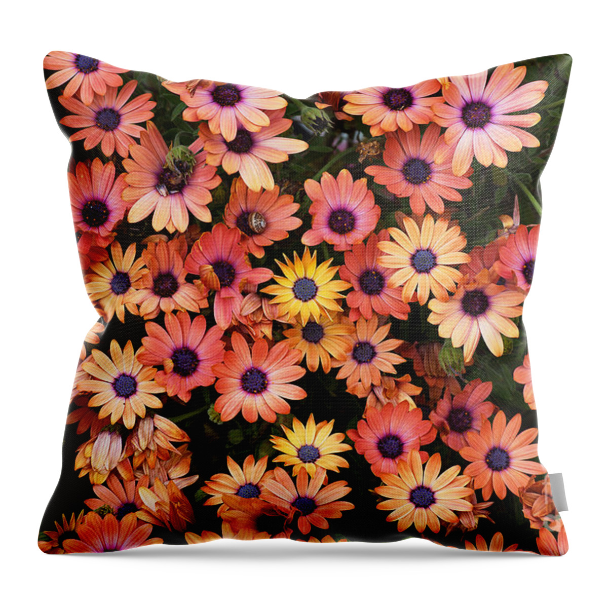Osteospermum Throw Pillow featuring the photograph African Daisy Zion Red Display by Joy Watson
