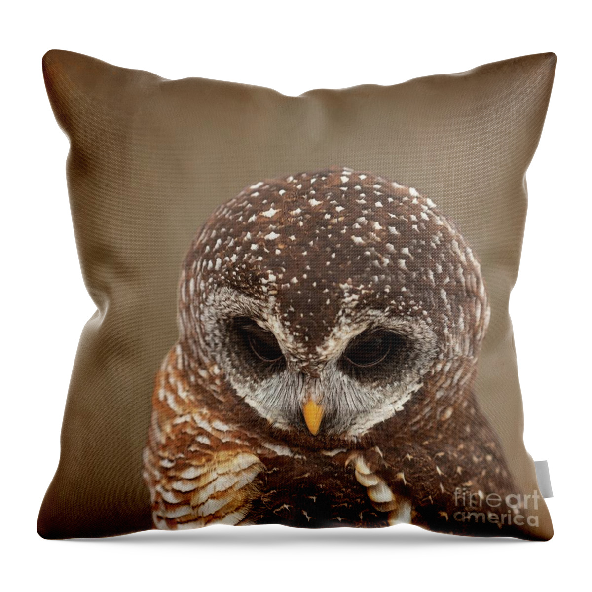 African Wood Owl Throw Pillow featuring the photograph African Wood Owl-2 by Eva Lechner