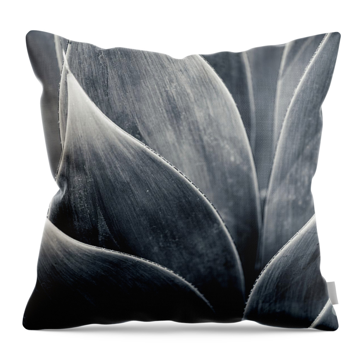 Agave Throw Pillow featuring the photograph Agave by Jennifer Magallon