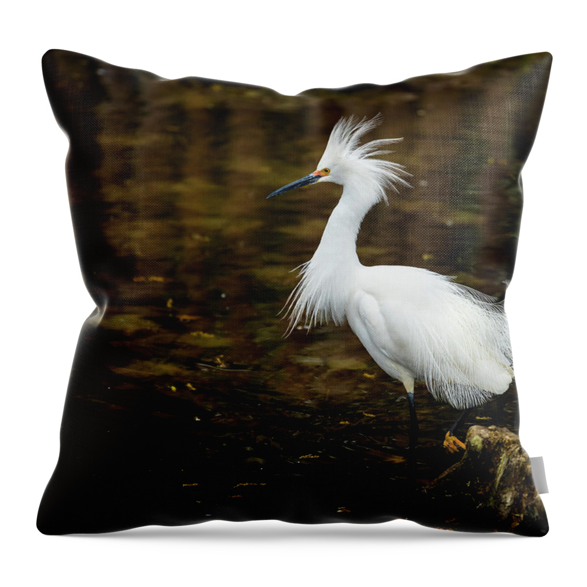  Throw Pillow featuring the photograph All Fluffed Up by Jim Miller