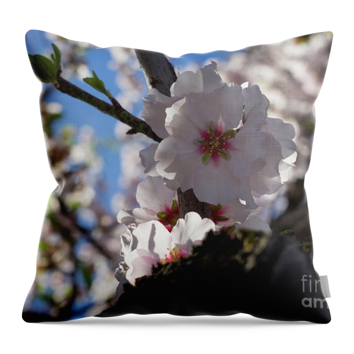 Almond Blossom Throw Pillow featuring the photograph Soft pink almond blossoms in the backlight by Adriana Mueller