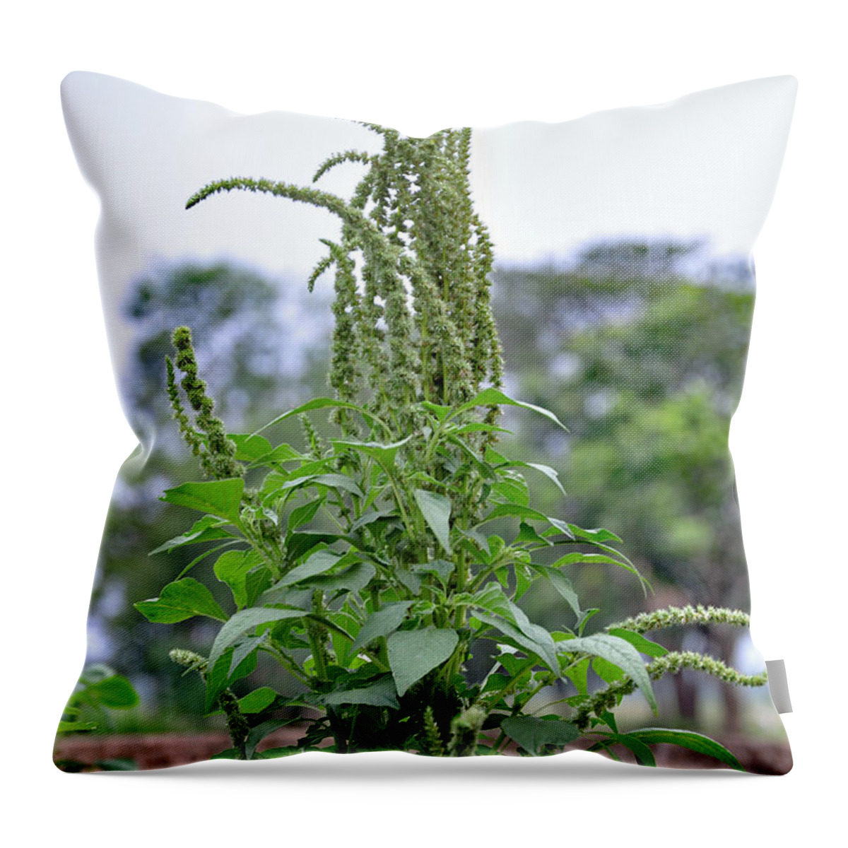  Spiny Amaranth Throw Pillow featuring the photograph Amaranthus spinosus - spiny amaranth by Amazing Action Photo Video