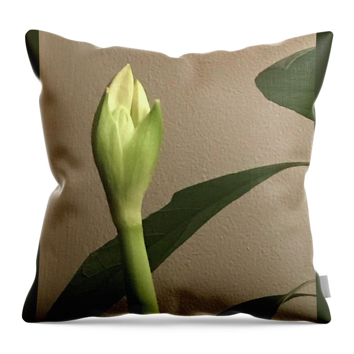 Amaryllis Bud Throw Pillow featuring the photograph Amaryllis Bud by Mary Kobet
