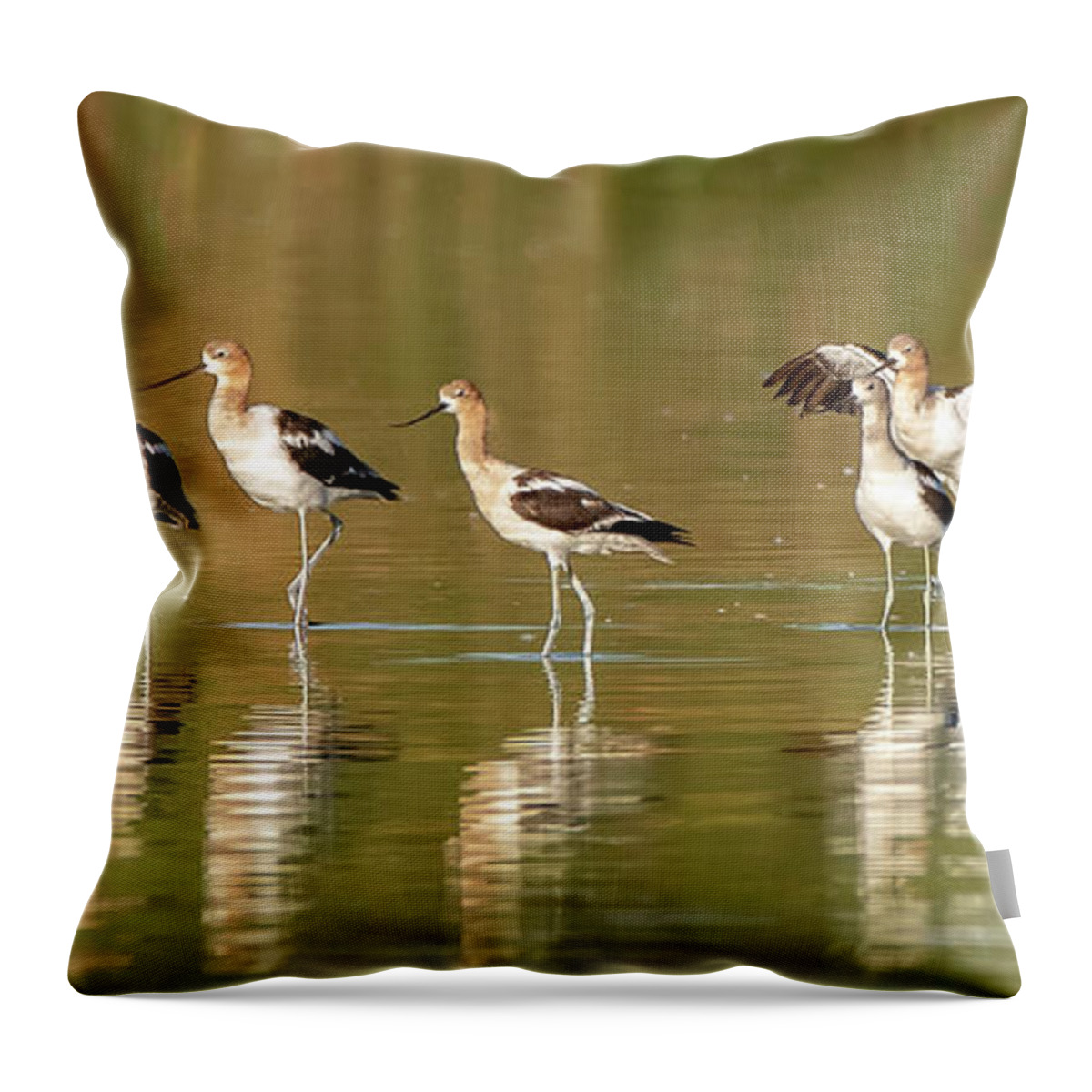 American Avocets Throw Pillow featuring the photograph American Avocets 5724-072220-2 by Tam Ryan