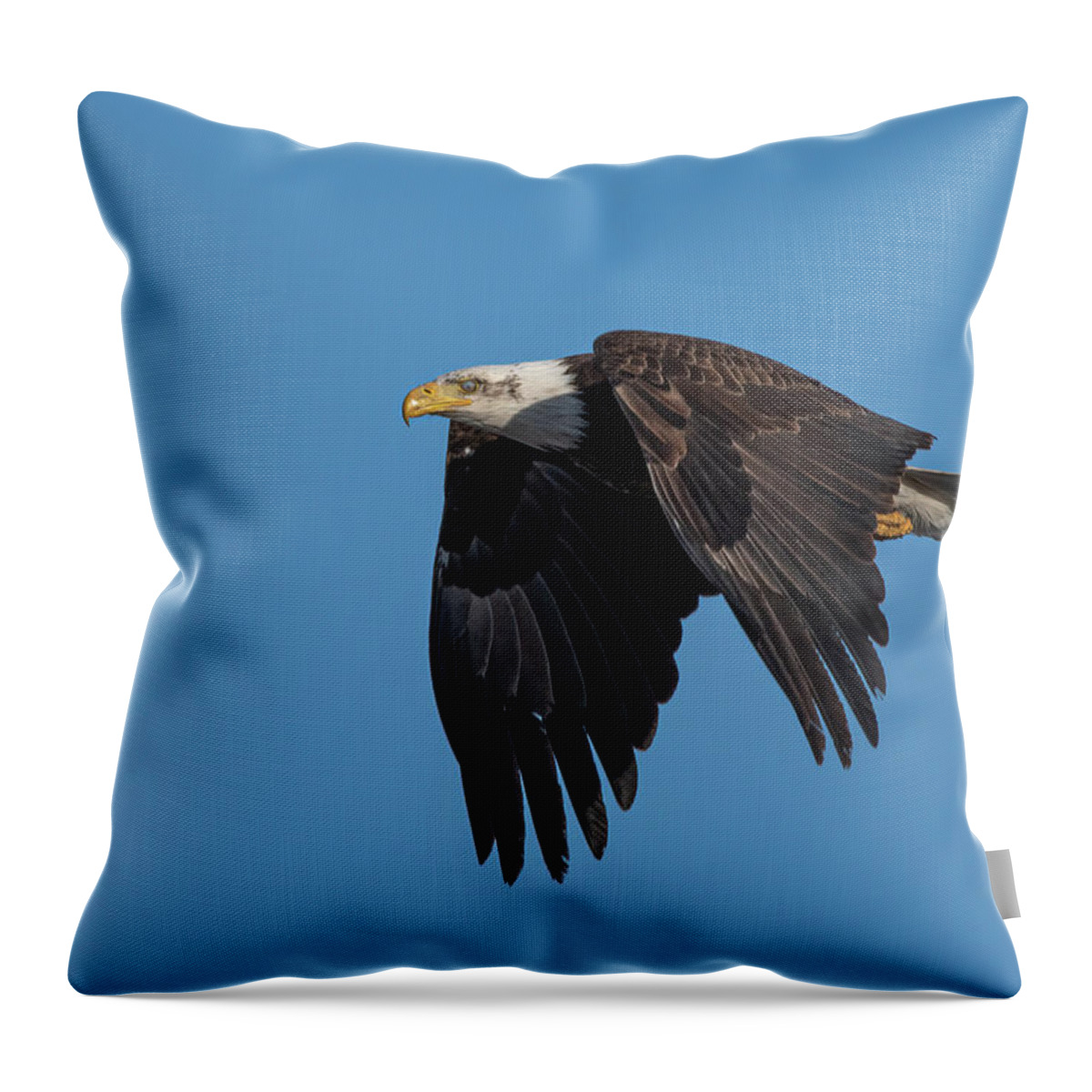Raptor Throw Pillow featuring the photograph American Bald Eagle 1 by Rick Mosher