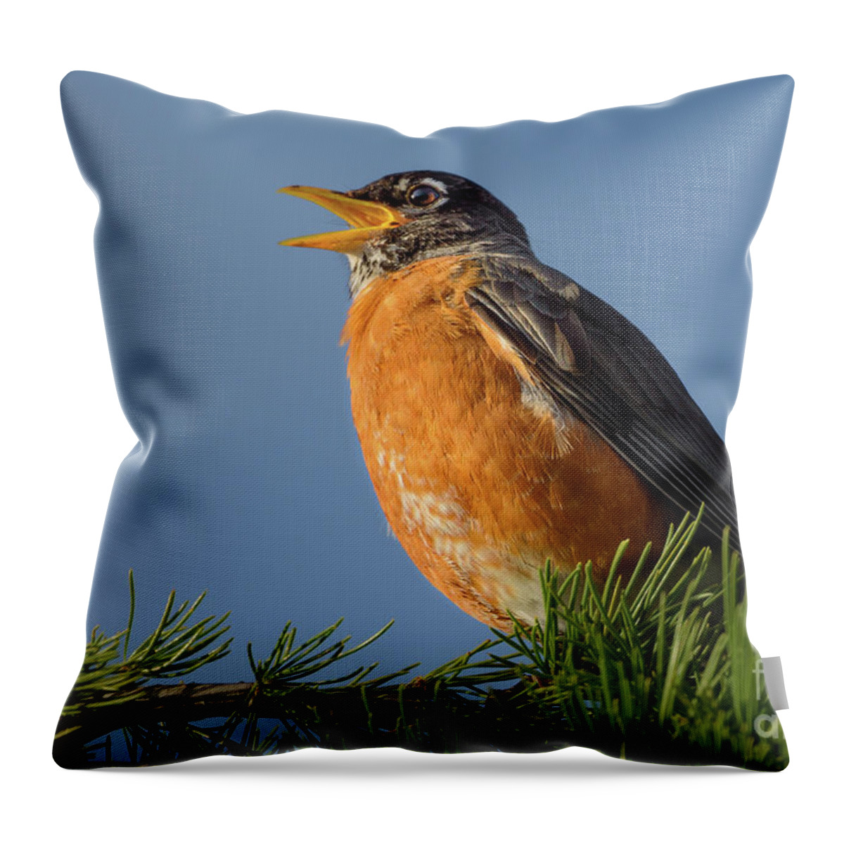 American Robin Throw Pillow featuring the photograph American Robin Singing for Spring by Nancy Gleason