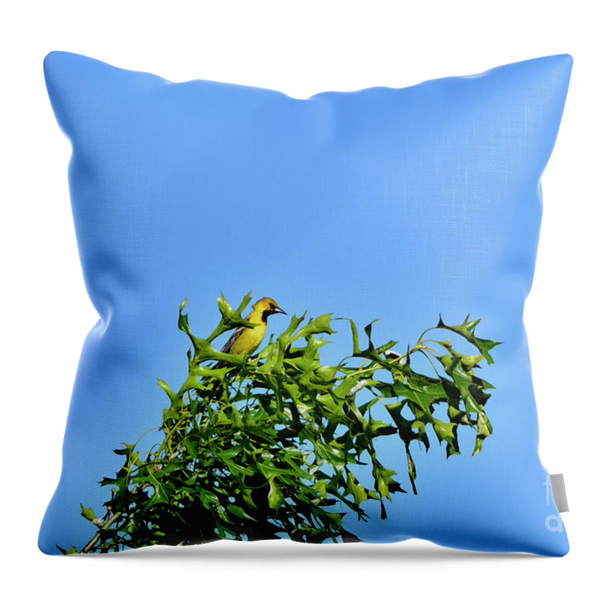 Setophaga Petechia Throw Pillow featuring the photograph American yellow warbler by Amazing Action Photo Video