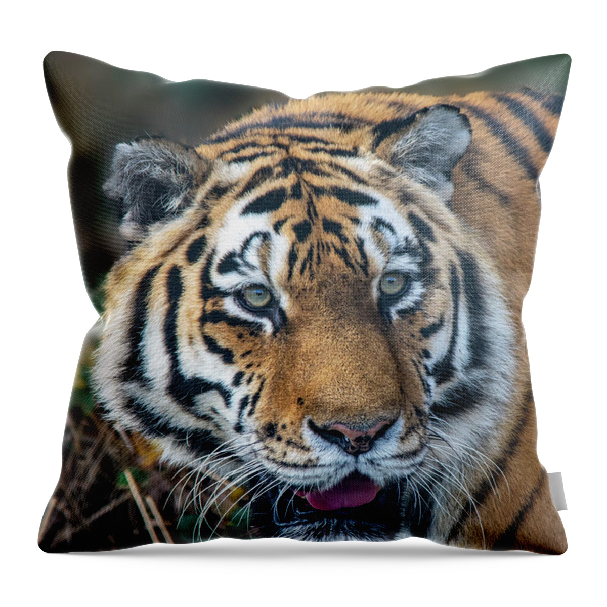 Tiger Throw Pillow featuring the photograph Amur Tiger by Gareth Parkes