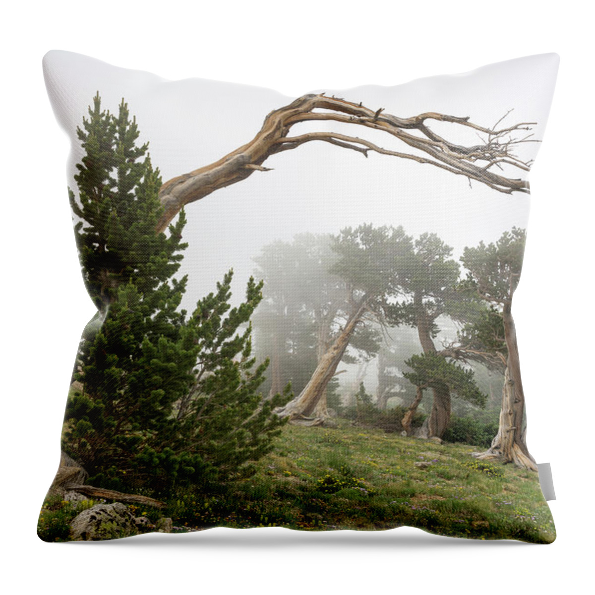 Bristlecone Pine Throw Pillow featuring the photograph Ancients by Morris McClung