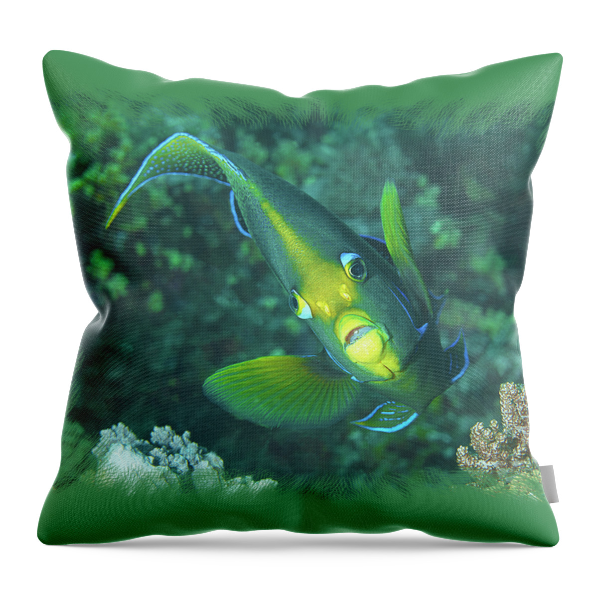 Angelfish Throw Pillow featuring the photograph Angelfish - Colorful resident of coral reefs - by Ute Niemann