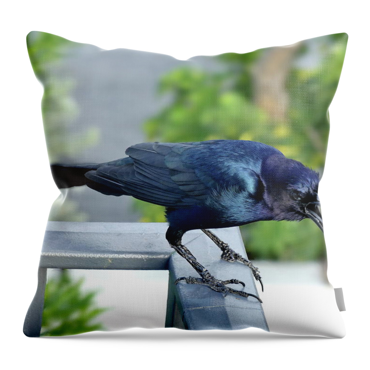 Boat-tailed Grackle Throw Pillow featuring the photograph Angry Grackle by Lyuba Filatova