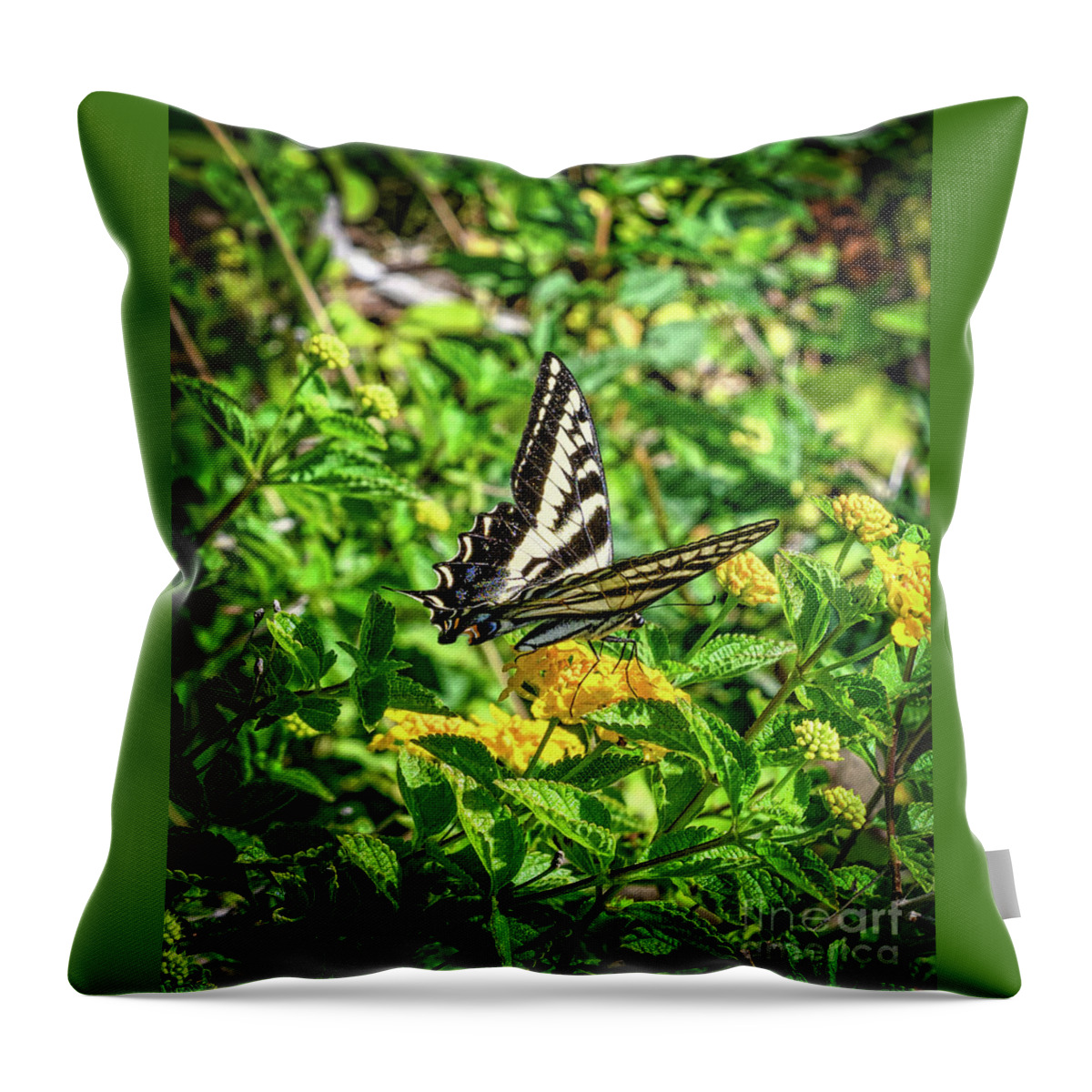 Anise Swallowtail Butterfly Throw Pillow featuring the photograph Anise Swallowtail Butterfly on a Yellow Lantana Flower by Abigail Diane Photography