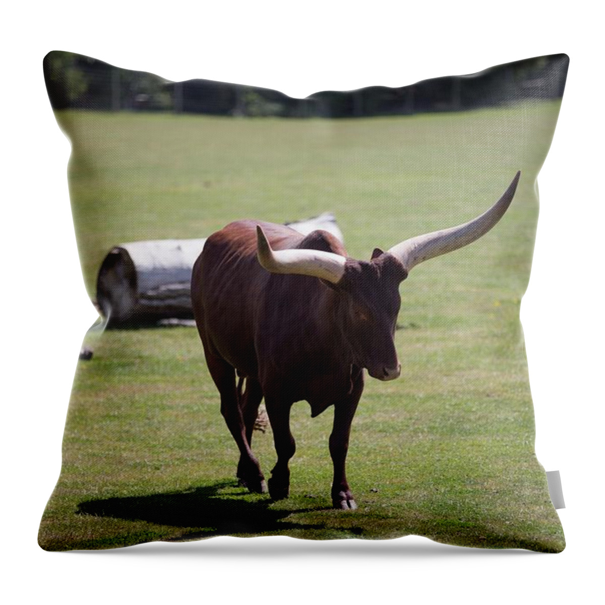 Africa Throw Pillow featuring the painting Ankole Cattle c5 by Les Classics