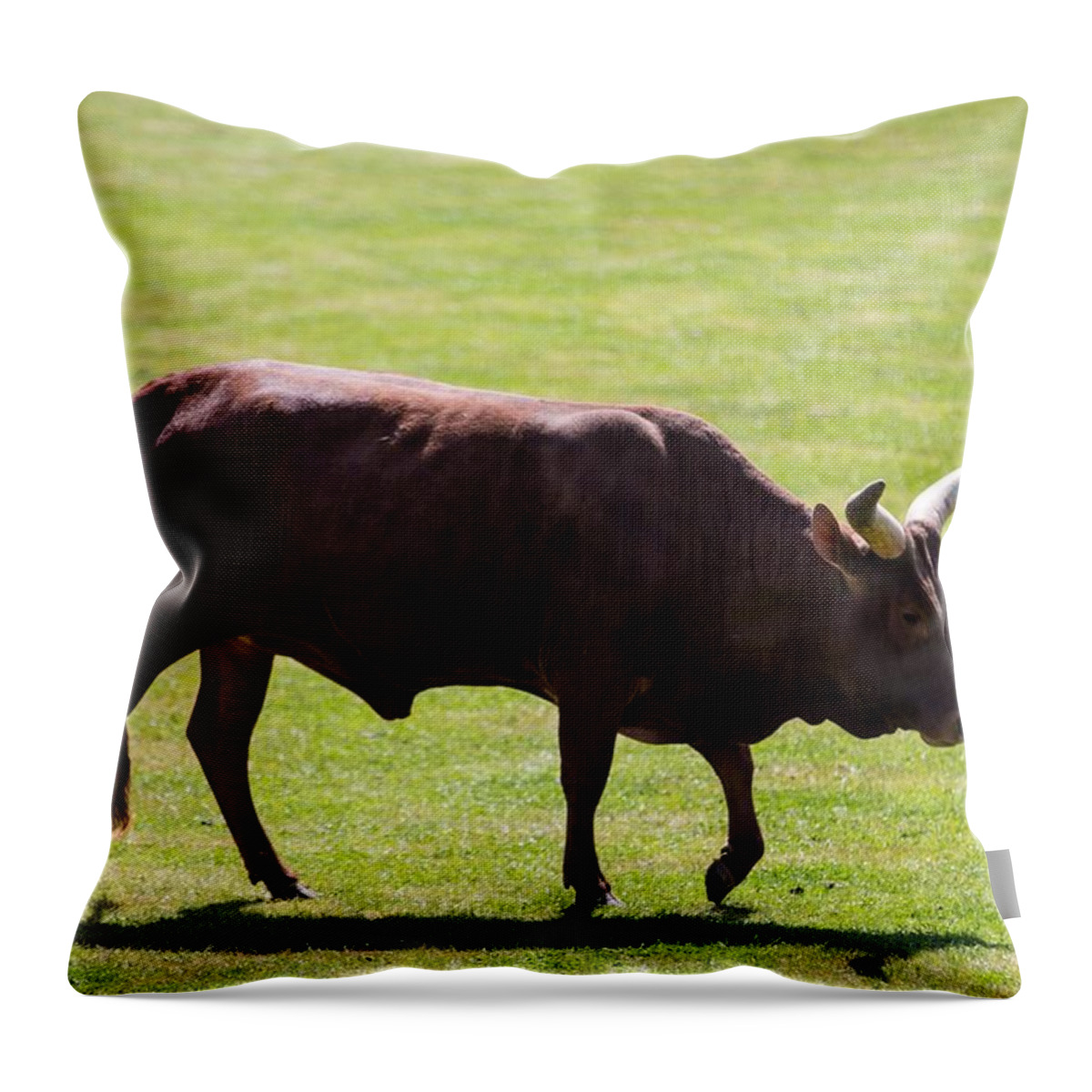 Africa Throw Pillow featuring the painting Ankole Cattle M2 by Les Classics