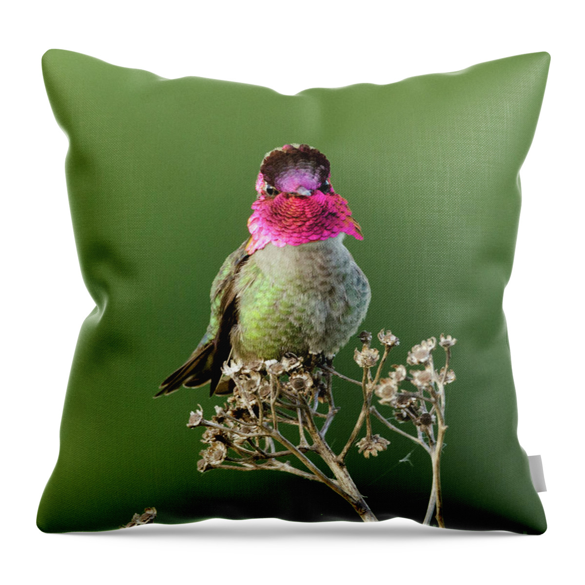 Kmaphoto Throw Pillow featuring the photograph Anna's on Wildflower by Kristine Anderson