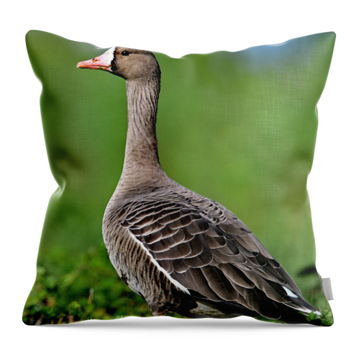  Greater White-fronted Goose Throw Pillow featuring the photograph Anser albifrons aka white-fronted goose portrait by Amazing Action Photo Video