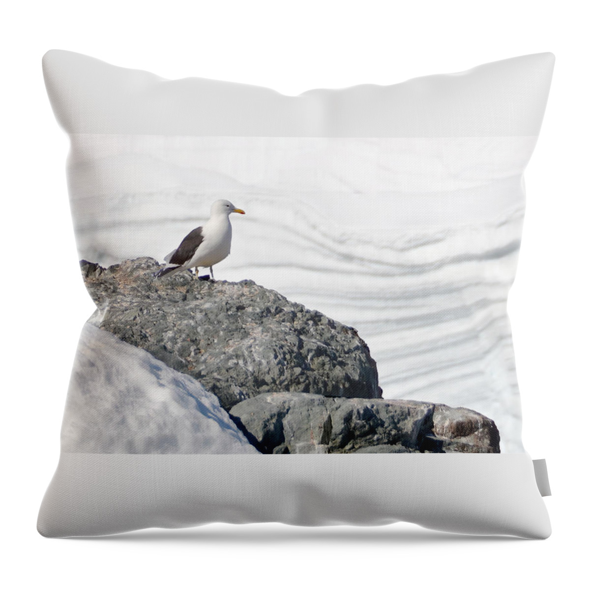 Antarctic Throw Pillow featuring the photograph Antarctic Gull by Joe Bonita