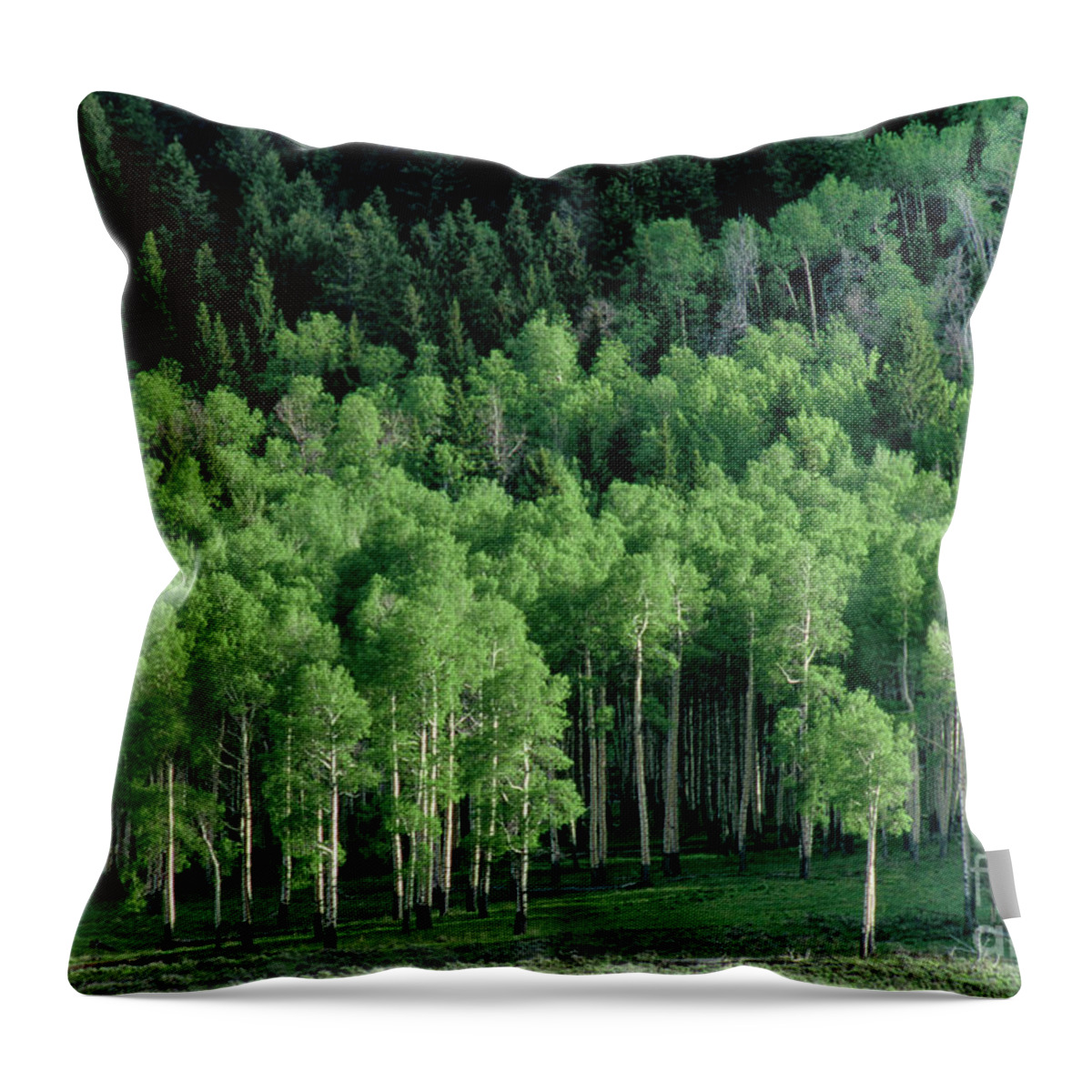 Dave Welling Throw Pillow featuring the photograph Apen Grove On North Rim Grand Canyon Arizona by Dave Welling