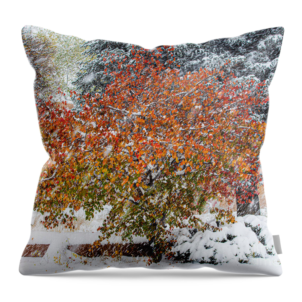 Taos Throw Pillow featuring the photograph Apricot Tree in a Winter Storm by Elijah Rael