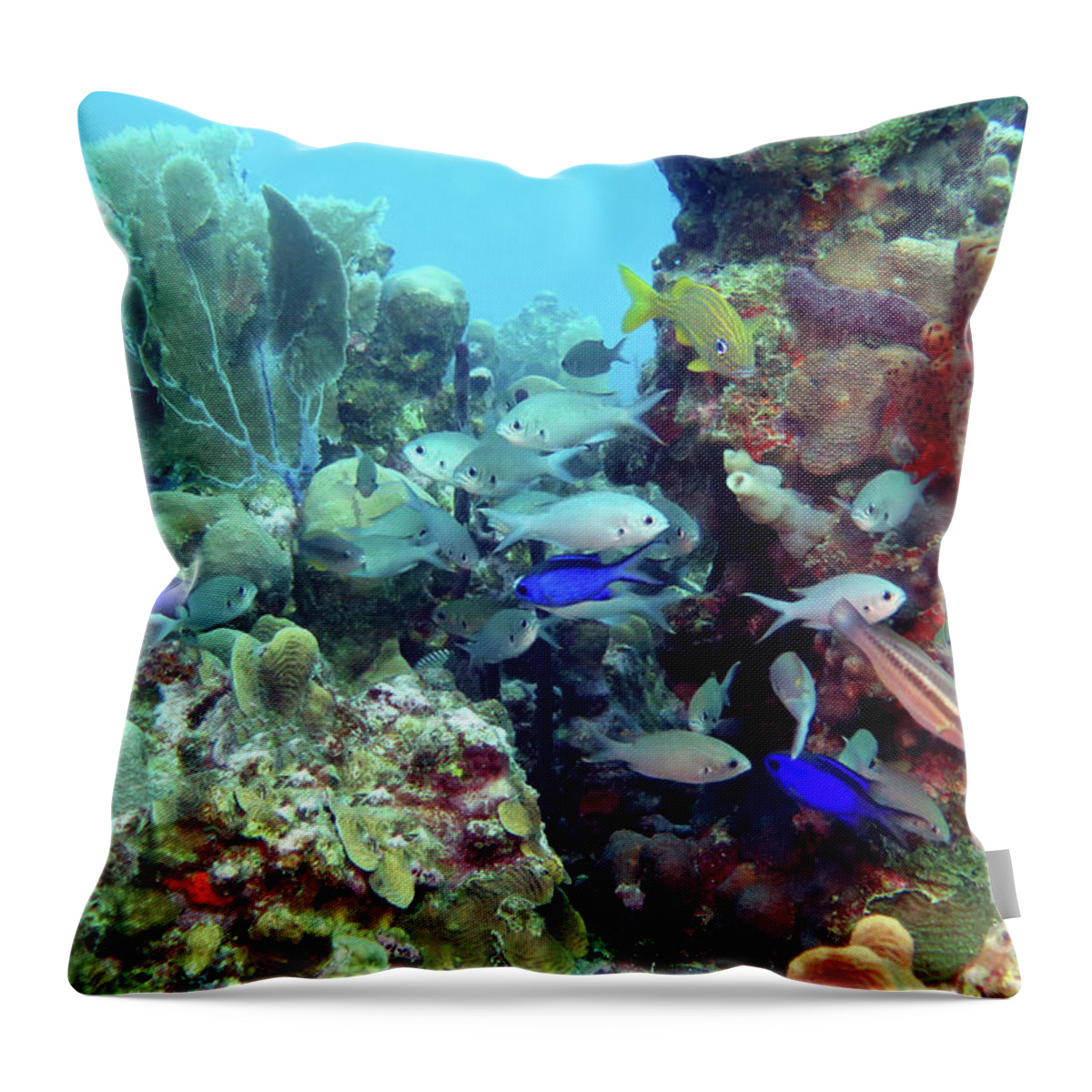Underwater Throw Pillow featuring the photograph Aquarium off Catalina Island 4 by Daryl Duda