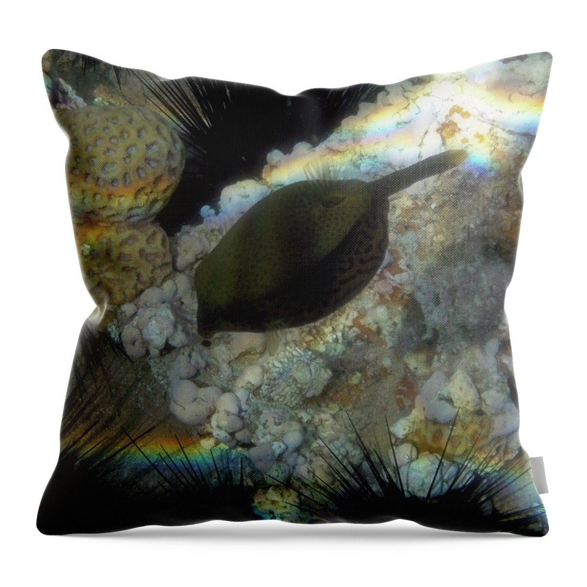 Underwater Throw Pillow featuring the photograph Arabian Boxfish by Johanna Hurmerinta