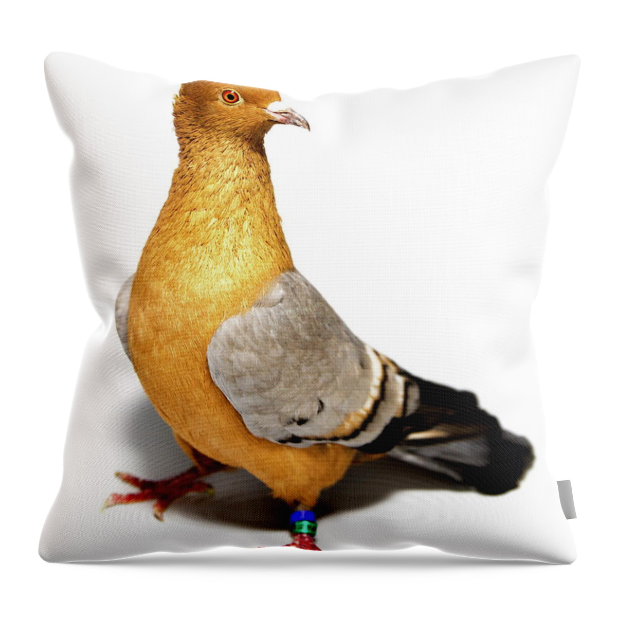 Pigeon Throw Pillow featuring the photograph Archangel Pigeon by Nathan Abbott