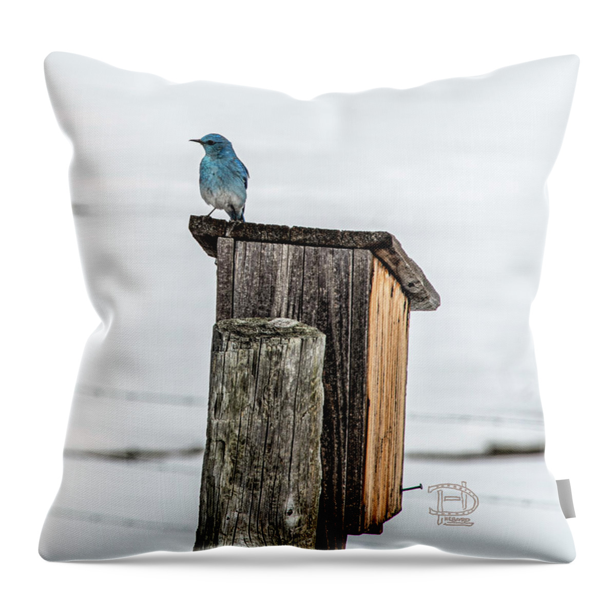 Blue Bird Throw Pillow featuring the photograph Aril 5th Blue Bird by Daniel Hebard