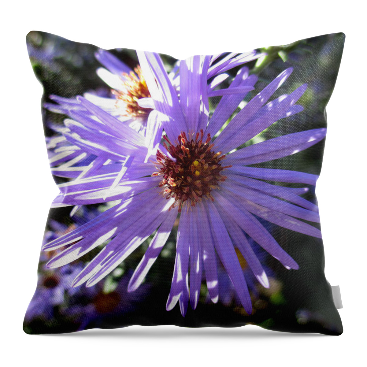 Aster Throw Pillow featuring the photograph Aromatic Aster by W Craig Photography