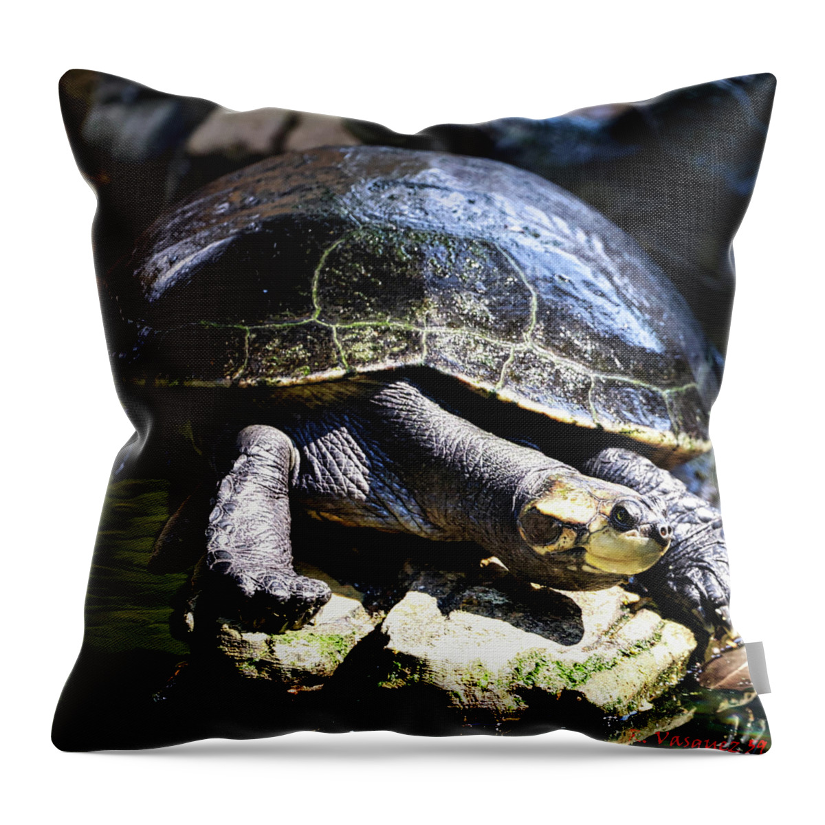 Turtle Throw Pillow featuring the photograph Arrau Turtle by Rene Vasquez