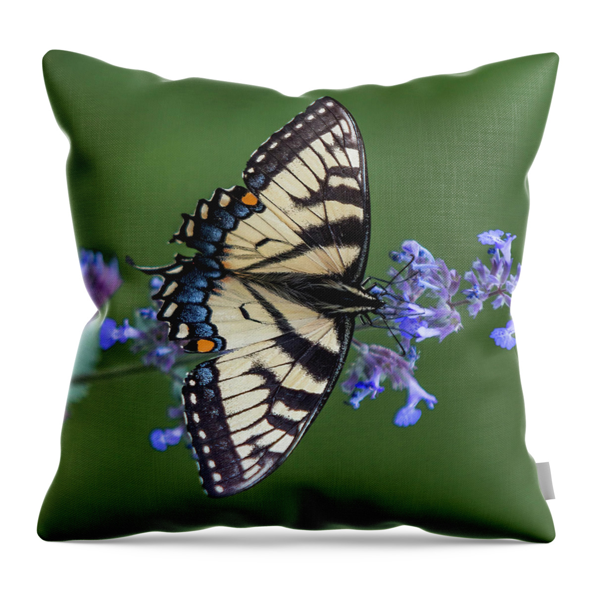 Butterfly Throw Pillow featuring the photograph Eastern Tiger Swallowtail Wingspan by Patti Deters