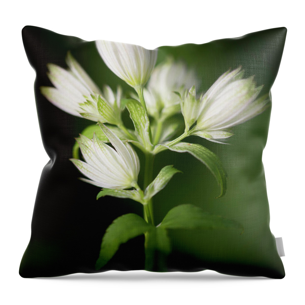 Victoria Throw Pillow featuring the photograph Astrantia Buds by Teresa Wilson