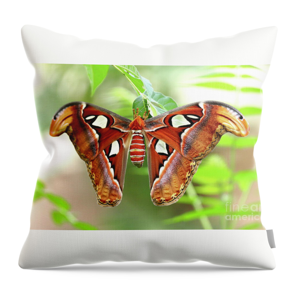 Attacus Throw Pillow featuring the photograph Attacus atlas by Frederic Bourrigaud