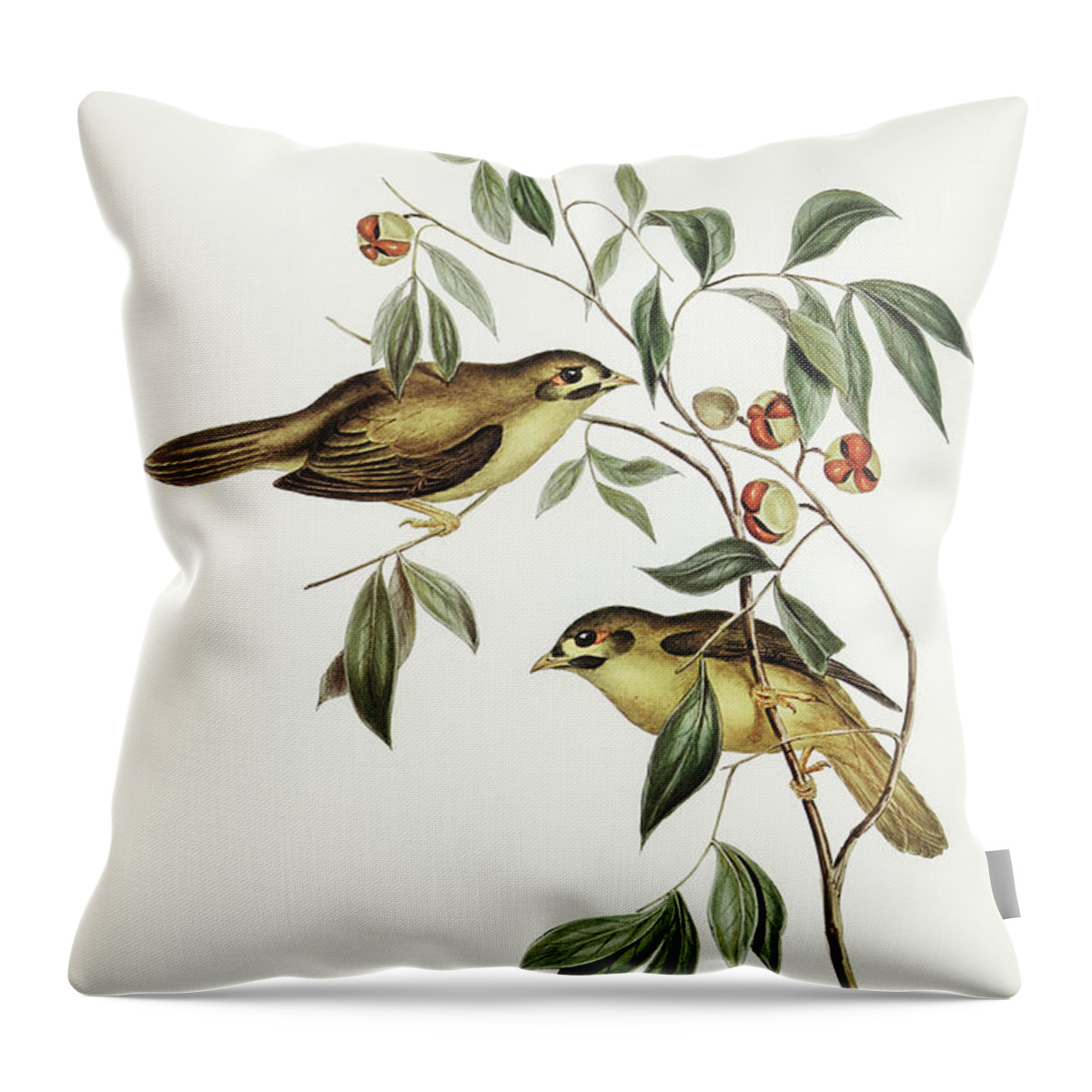 Australian Bell Bird Throw Pillow featuring the drawing Australian Bell Bird, Myzantha melanophrys by John Gould
