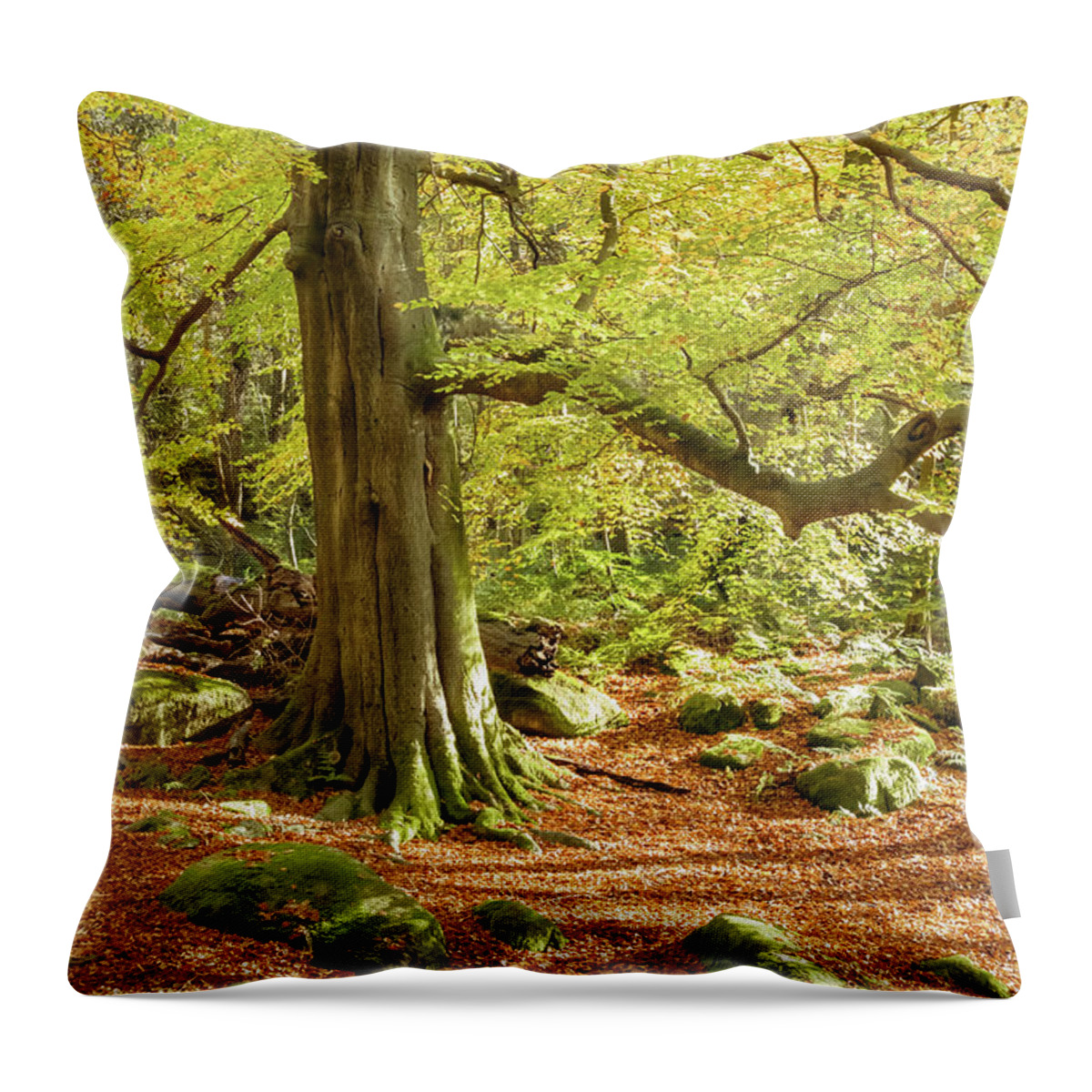 Autumn Throw Pillow featuring the photograph Autumn colours in Derbyshire by Sue Leonard