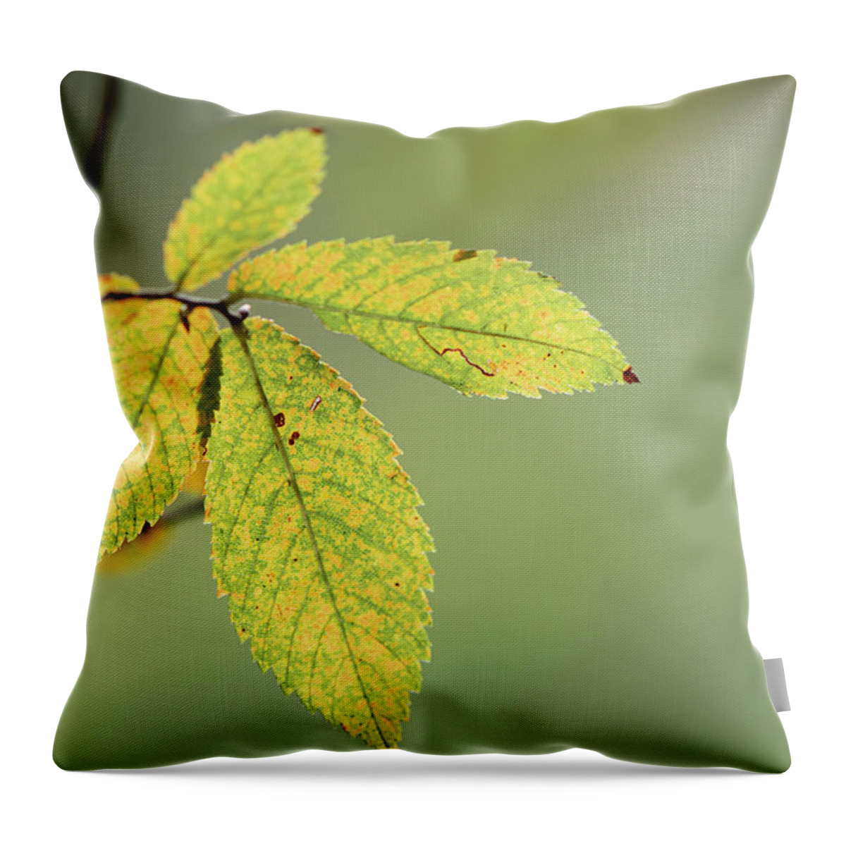 Elm Throw Pillow featuring the photograph Autumn Elm Leaves by Phil And Karen Rispin