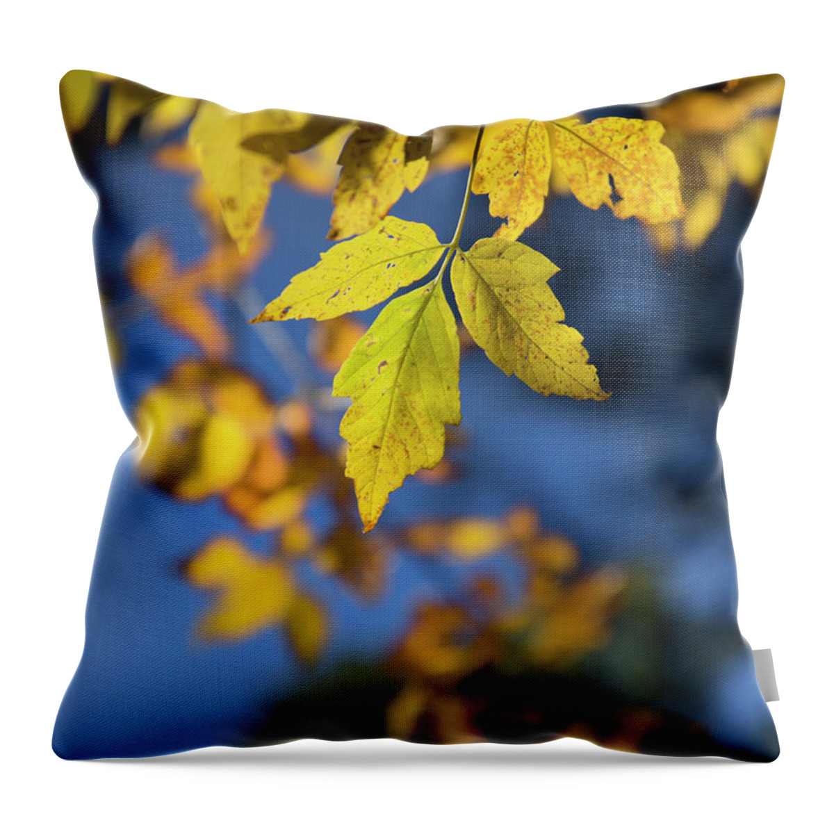 Autumn Throw Pillow featuring the photograph Autumn Gold by Sue Cullumber