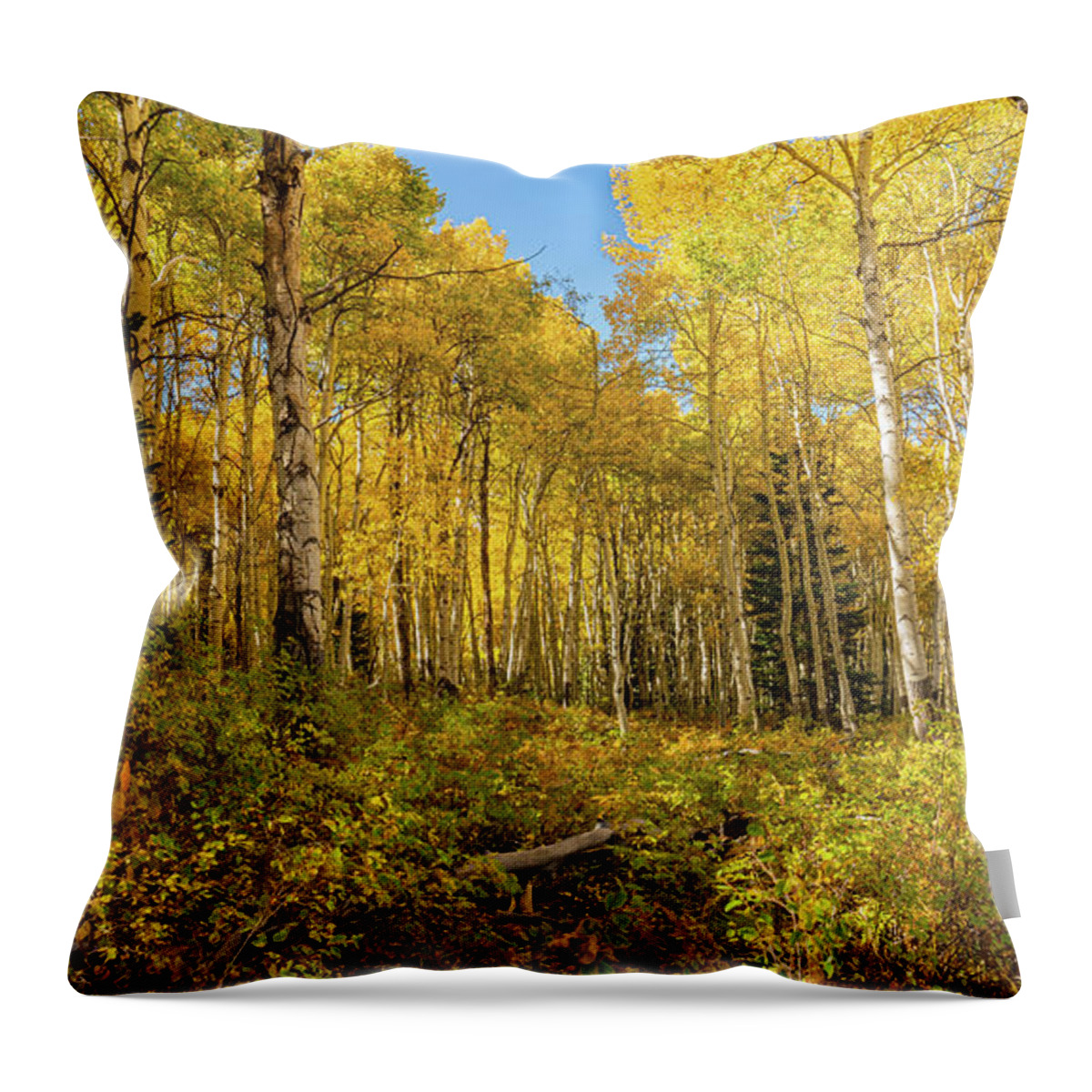 Aspens Throw Pillow featuring the photograph Autumn Golden Aspen Splendor by Ron Long Ltd Photography