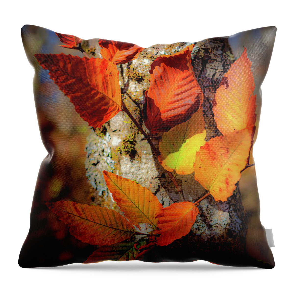 Autumn Throw Pillow featuring the photograph Autumn Leaves Aglow by Dan Carmichael