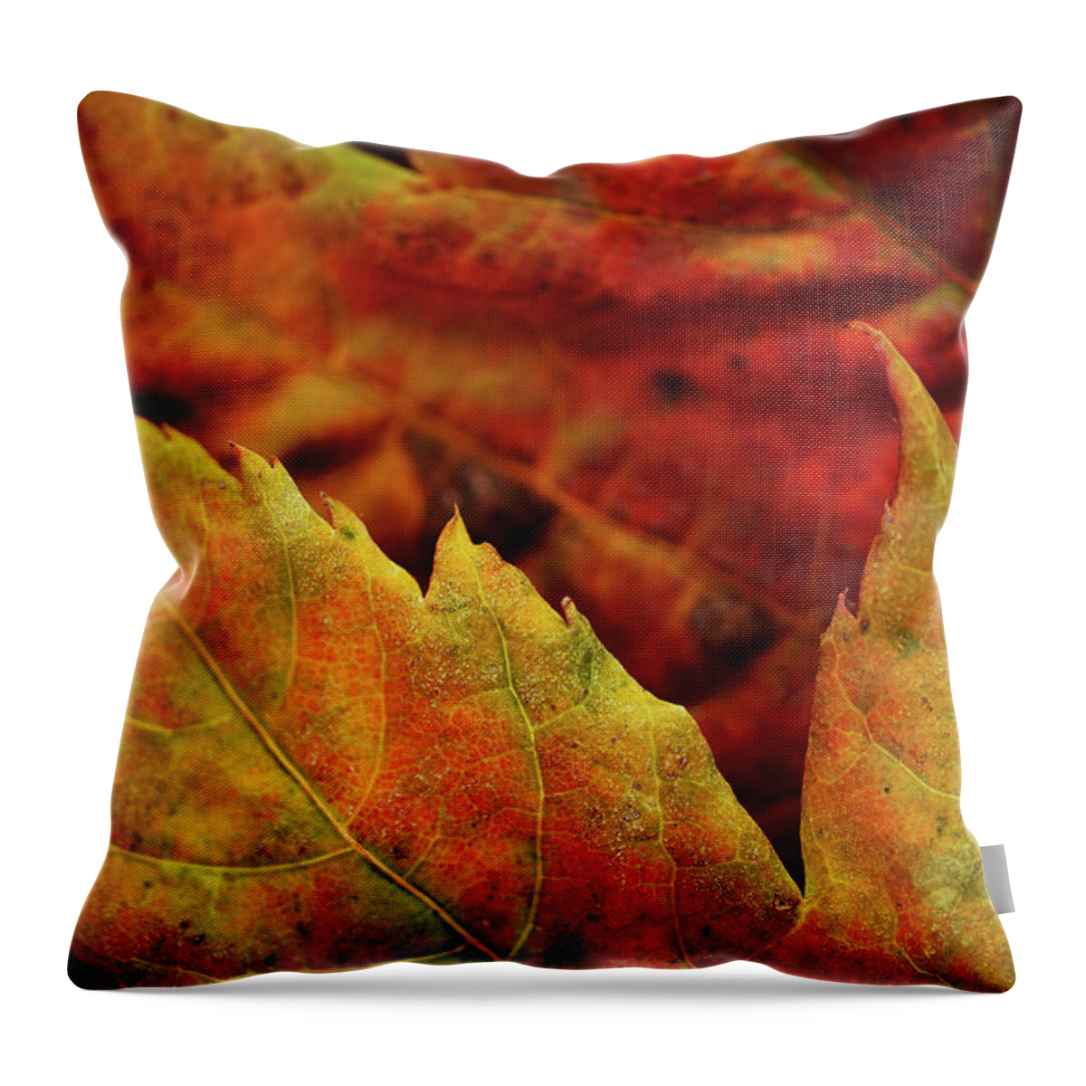 Fall Throw Pillow featuring the photograph Autumn Leaves by Bob Cournoyer