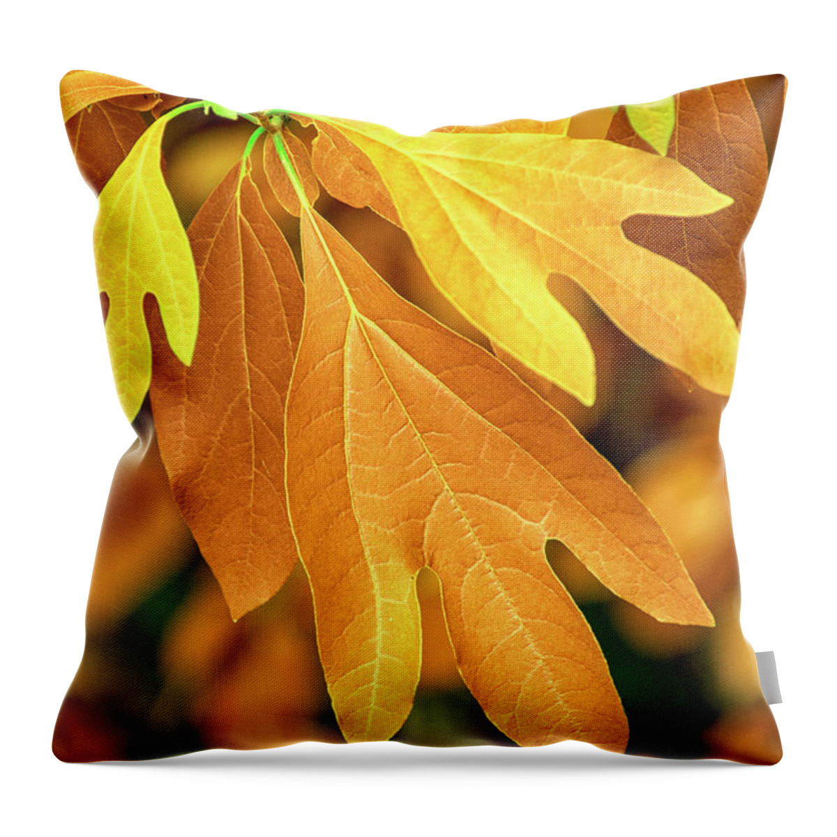 Autumn Leaves Throw Pillow featuring the photograph Autumn Leaves by Christina Rollo