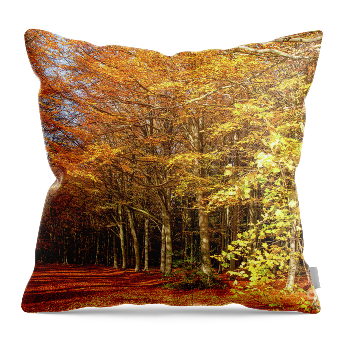 Norfolk Throw Pillow featuring the photograph Avenue through autumn forest sunrise by Simon Bratt
