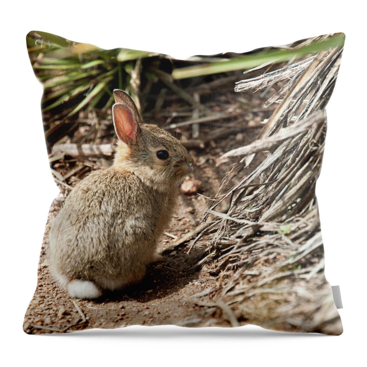 Colorado Throw Pillow featuring the photograph Baby Bunny by Tara Krauss