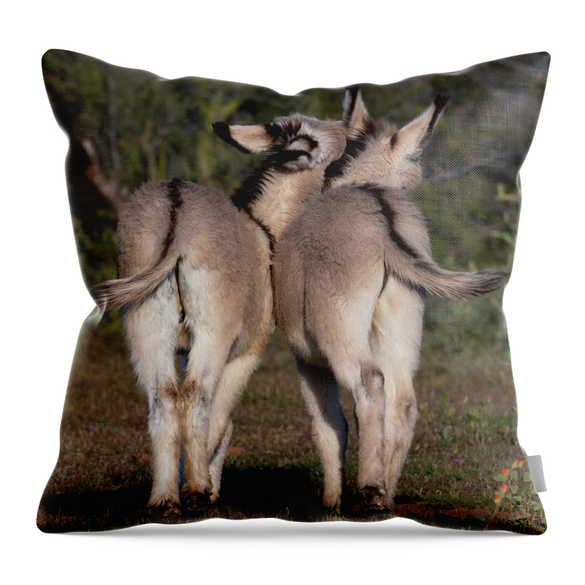 Wild Burros Throw Pillow featuring the photograph Baby Burro Butts by Mary Hone