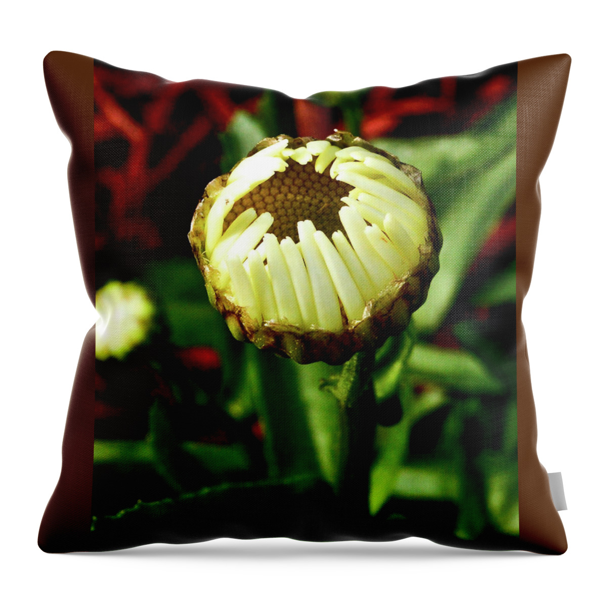 Daisy Throw Pillow featuring the photograph Baby Daisy by Susie Loechler