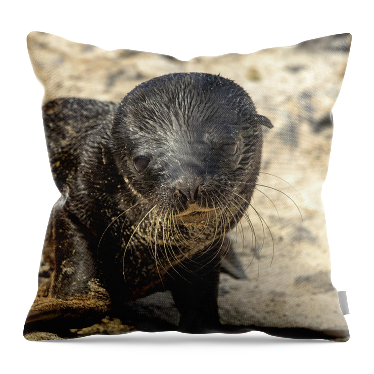 Ecuador Throw Pillow featuring the photograph Baby Galapagos Seal by Adrian O Brien