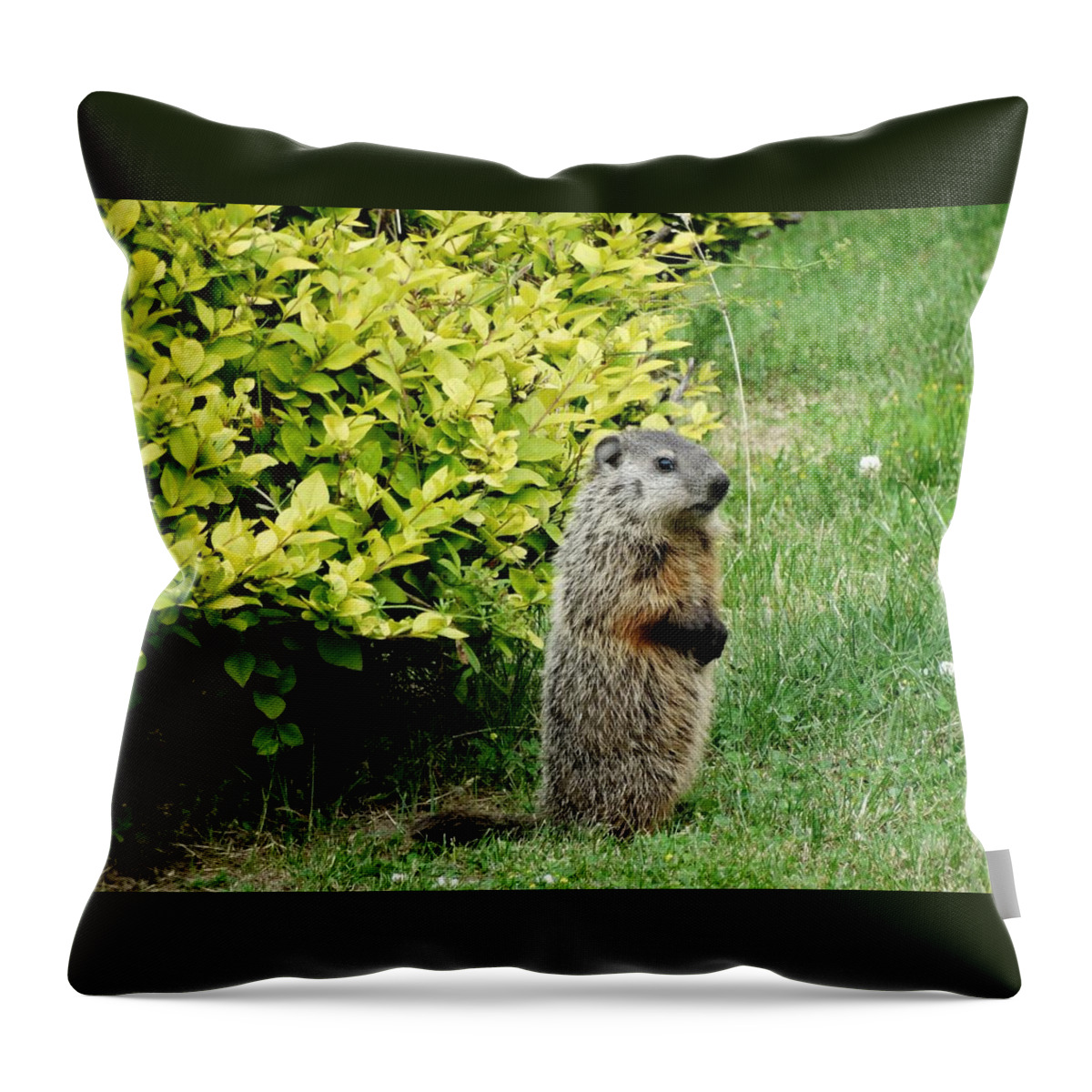 Groundhog Throw Pillow featuring the photograph Baby Groundhog Poses By Golden Privets by Susan Sam