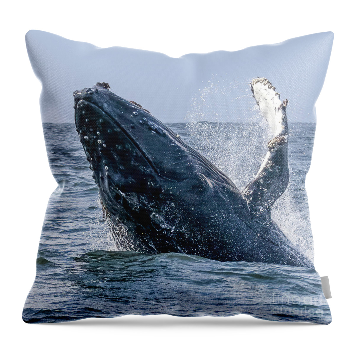  Throw Pillow featuring the photograph Baby Humpback Monterey by Loriannah Hespe