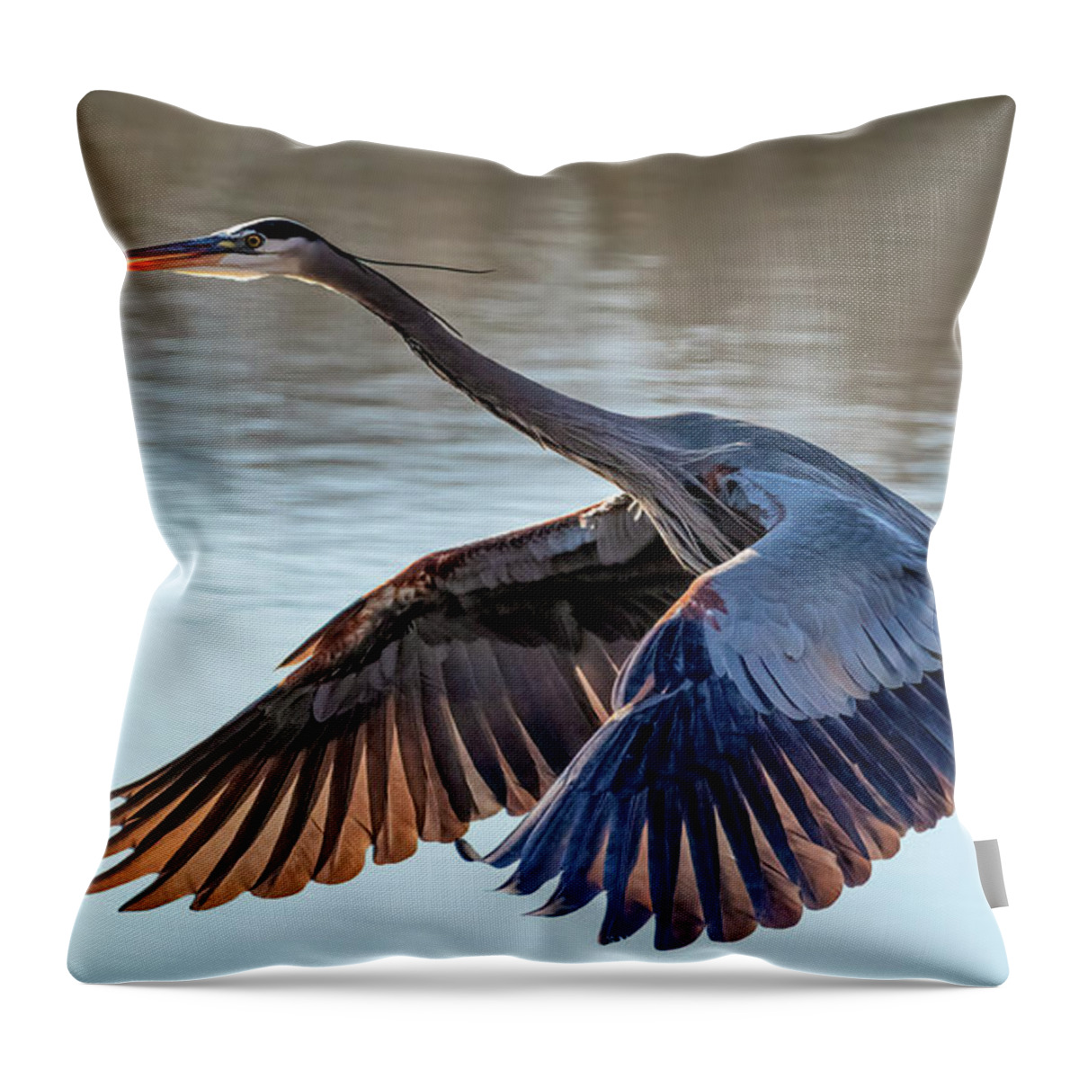 Heron Throw Pillow featuring the photograph Backlit Feathers by James Barber