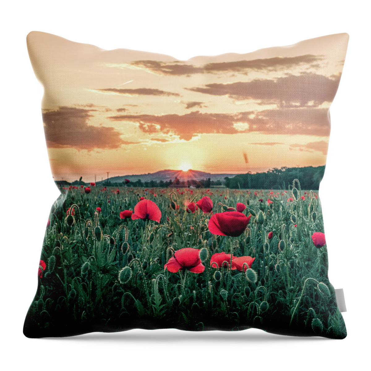 Beauty In Nature Throw Pillow featuring the photograph Backlit flowery field of red poppies at sunrise by Benoit Bruchez