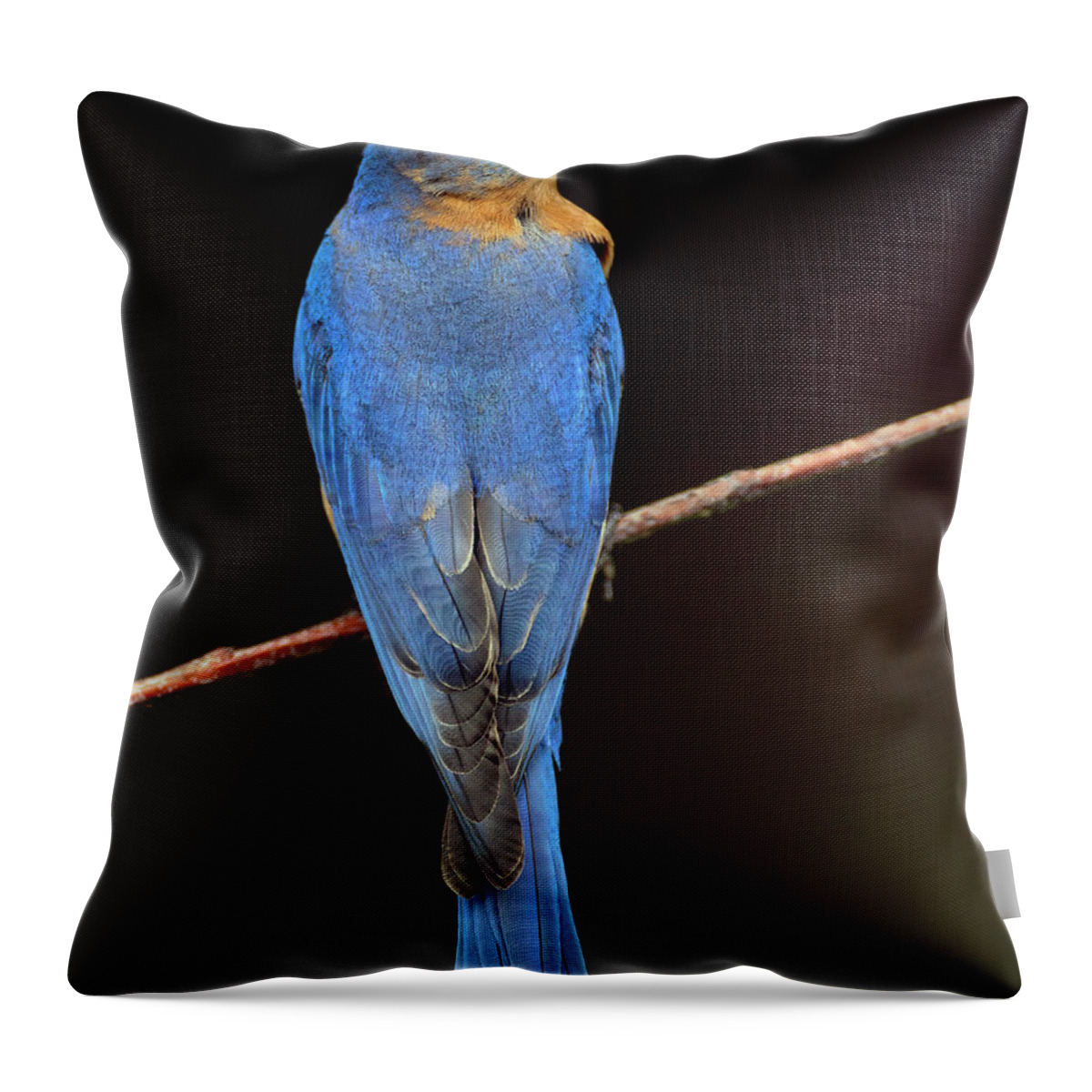 Bird Throw Pillow featuring the photograph Backyard Bluebird by Art Cole